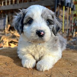 Bluey - Blue merle male Aussiedoodle puppy in Clarkston, Washington from Aussiedoodle palace