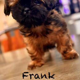 Frank - Brindle female Shih Tzu puppy in Buena Park, California from LowCol Ranch