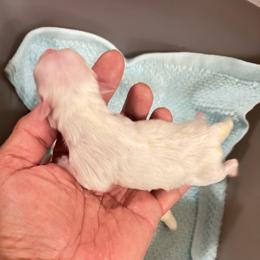 Girl Z3 - White female Maltipoo puppy in Las Vegas, Nevada from Maltipoo_vegas