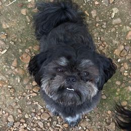 Maverick - Shih Tzu