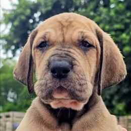 Murray - Fawn male Great Dane puppy in Princeton, Indiana from Phantasm Farms