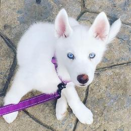 Poodle and Siberian Husky Puppies from White Water Dogs