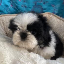 Girl 4 - Tricolor female Shih Tzu puppy in Centralia, Washington from FRUFFLES SHIH TZUS