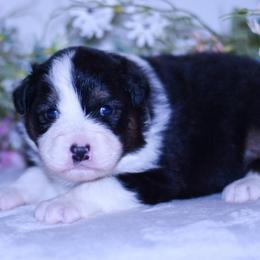 Puddles - Black tri-color female Australian Shepherd puppy in Easton, Missouri from MMA Kennel
