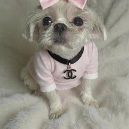 Leia - Shih Tzu