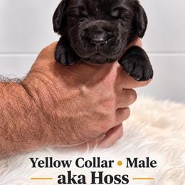 Yellow collar male - Black male Labrador Retriever puppy in Imperial, Missouri from Kalkbrenner's Labrador Retrievers