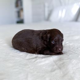 Elsa - Red tri female Miniature Australian Shepherd puppy in Pollok, Texas from Pineywoods Pups