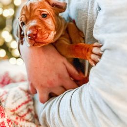 Girl 2 - Golden rust Vizsla puppy in Grady, Alabama from Rebel Heart Vizslas