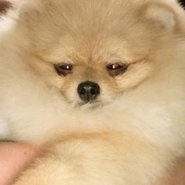 Pomeranian Puppies from Pardi Poms