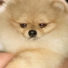 Pomeranian Puppies from Pardi Poms