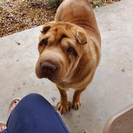 Moana - Chinese Shar-Pei