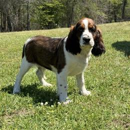 Sable boy - Red and white male English Springer Spaniel puppy in Defuniak Springs, Florida from Anastasia Knight's Cocker Spaniels
