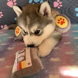 Siberian Husky Puppies from Canace Siberians