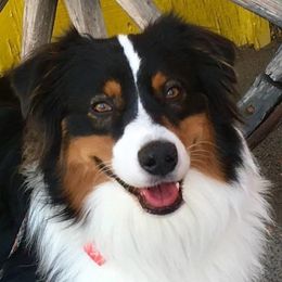 Wilson - Australian Shepherd