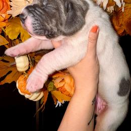 Nightmare - Blue female Great Dane puppy in Latrobe, Pennsylvania from Country Danes