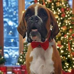 Willie - Boxer