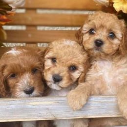Australian Labradoodles, Bernedoodles, and Cockapoos from Dream Doodles and Cockapoos