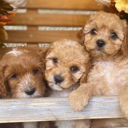 Australian Labradoodles, Bernedoodles, and Cockapoos from Dream Doodles and Cockapoos