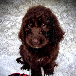 Ronan - Chocolate male Labradoodle puppy in Spur, Indiana from Purple Heart Canines