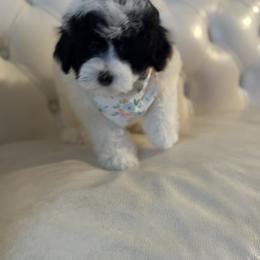 Bernedoodle, Cavapoo, Goldendoodle, Miniature Schnauzer, and Poodle Puppies from Pet Inn Xxweetdoodles