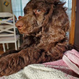 Poodle Puppies from Edith and Company Fantastic Standard Poodle Life