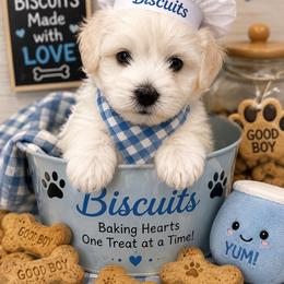 BISCUIT - White male Coton de Tulear puppy in Freeport, Texas from H❤️PE COTONS