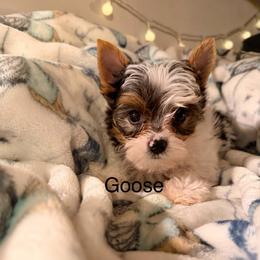 Goose - Parti male Yorkshire Terrier puppy in Clarksburg, Indiana from Hidden Gems Parti Yorkies