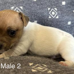 Jack Russell Terrier All Grown Up from Tuff Country Farm