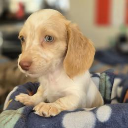 Valentino - Piebald male Dachshund puppy in Salem, Oregon from Wonder Weenies