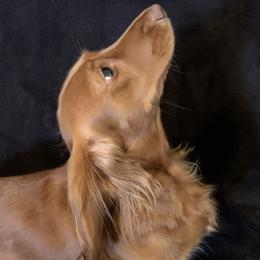Stella - Dachshund