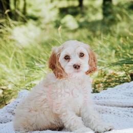 Navy girl - Buff female Cockapoo puppy in Missoula, Montana from Big Sky Cockapoos