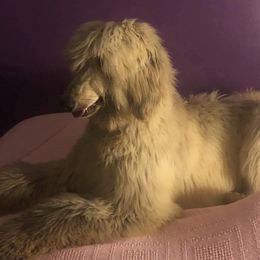 Afghan Hounds from Breckons Afghan Hounds