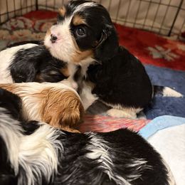 Girl 3 - Tri-color female Cavalier King Charles Spaniel puppy in Hallsville, Texas from Christy’s Cavalier King Charles Spaniels