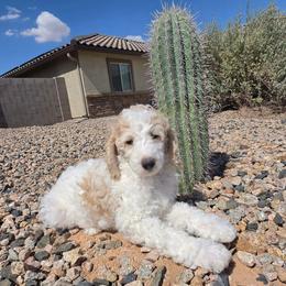 Honey - Cream female Poodle puppy in Casa Grande, Arizona from Arizona's Once Upon A Boston and Poodle ❤️