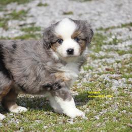 Luna - Blue merle female Miniature American Shepherd puppy in Hillsdale, Michigan from Faithwalk Aussies and Mini American Shepherds