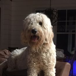 Anita - Goldendoodle