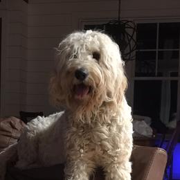 Anita - Goldendoodle