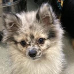 Pomeranian All Grown Up from Majestic poms