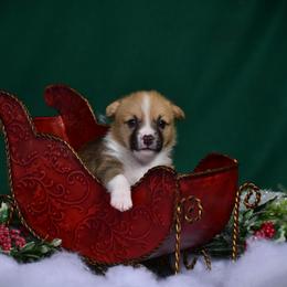 Boy 5 - Pembroke Welsh Corgi puppy in Gig Harbor, Washington from Pacific Northwest Pembroke Welsh Corgis