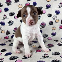 Hazelnut - White, chocolate and tan female Rat Terrier puppy in Rio Vista, California from CaliRats Rat Terriers