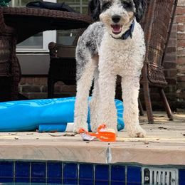 Aussiedoodle All Grown Up from Poodles and Doodles Most Excellent Adventures
