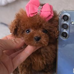 Chihuahuas, Maltese, Poodles, and Yorkshire Terriers from Natalias Tiny Puppies