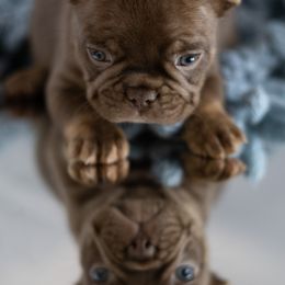 French Bulldogs from Cherry Ridge Frenchies
