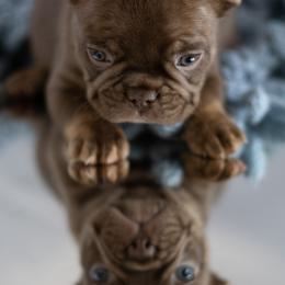 French Bulldogs from Cherry Ridge Frenchies