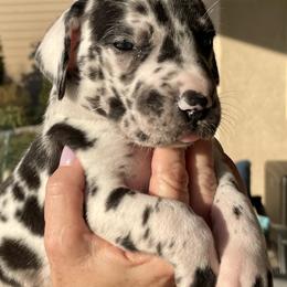 Great Dane Puppies from Oak Bend Danes