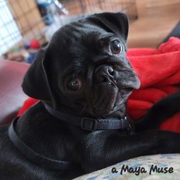 AKC Maya - Pug