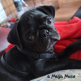 AKC Maya - Pug
