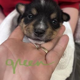 Milo (Boy 2) - Companion Cross puppy in Astoria, Oregon from Beam’s Cowboy Corgi’s