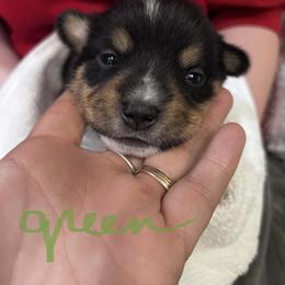 Milo (Boy 2) - Companion Cross puppy in Astoria, Oregon from Beam’s Cowboy Corgi’s