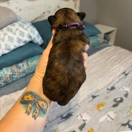Shihpoo female - Brindle female Shihpoo puppy in Ethel, Mississippi from The Dog House